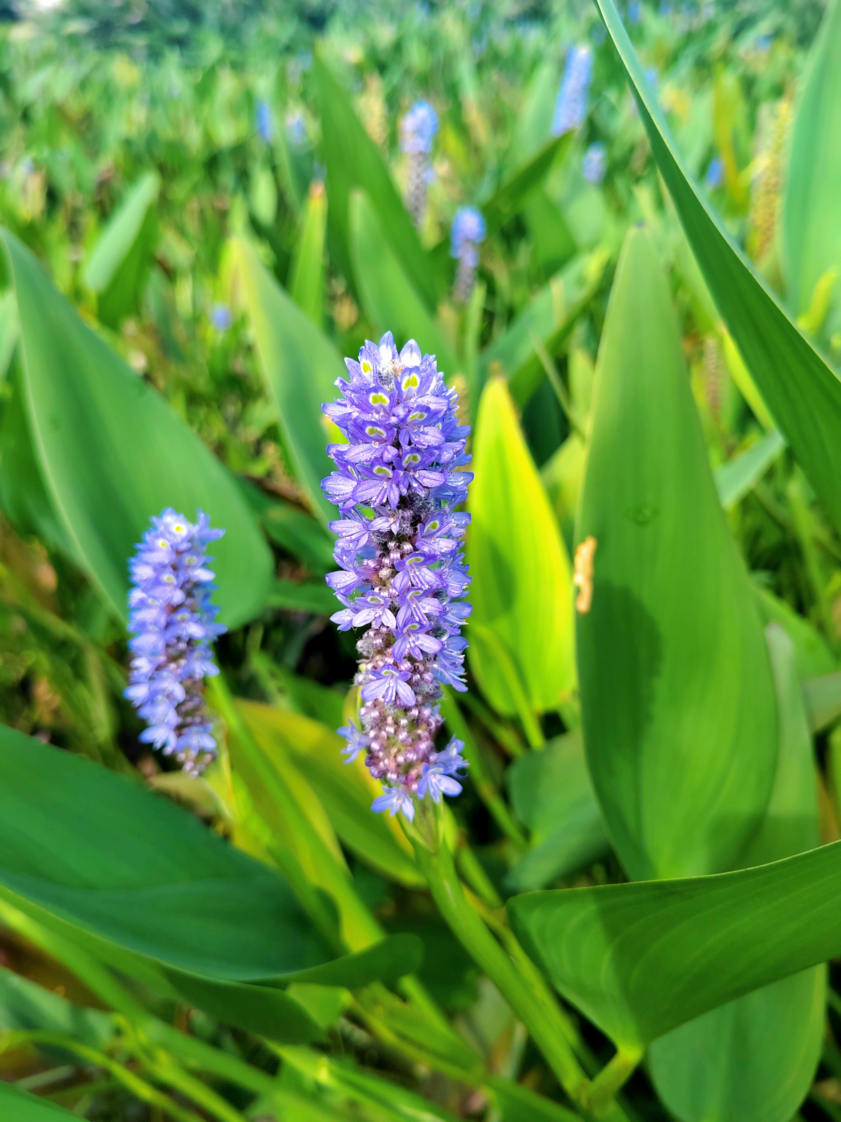 ֲ��16